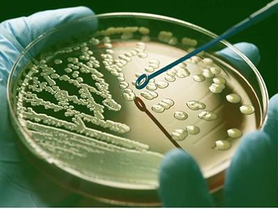 Antibody shaped bacterial colonies