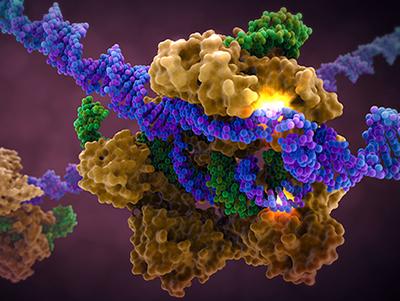 Transcription Enzymes image